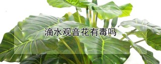 滴水观音花有毒吗,第1图