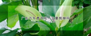 广东万年青开花一定要剪掉吗,第1图