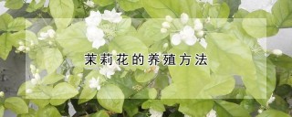 茉莉花的养殖方法,第1图