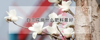 白兰花施什么肥料最好,第1图