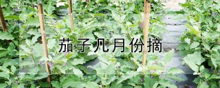 茄子几月份摘,第1图