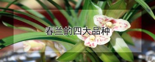 春兰的四大品种,第1图