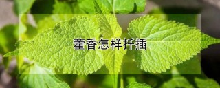 藿香怎样扦插,第1图