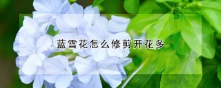 蓝雪花怎么修剪开花多,第1图