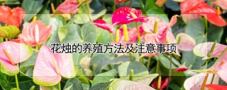 花烛的养殖方法及注意事项,第1图