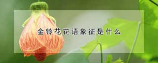 金铃花花语象征是什么,第1图