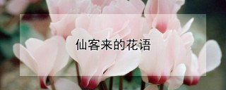 仙客来的花语,第1图