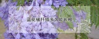 蓝花楹扦插多久能长根,第1图