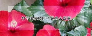 竹节海棠掉叶子是怎么回事,第1图