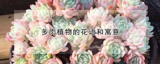 多肉植物的花语和寓意,第1图