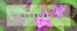 凤仙花象征着什么,第1图