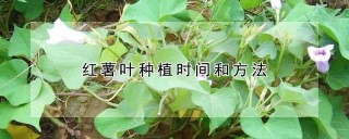 红薯叶种植时间和方法,第1图