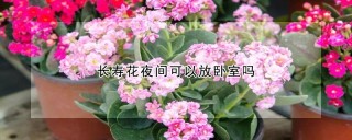 长寿花夜间可以放卧室吗,第1图