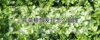 芹菜根部发红怎么处理,第1图