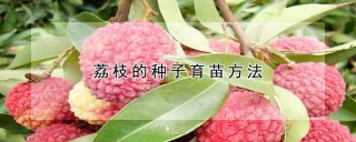 荔枝的种子育苗方法,第1图