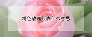 粉色玫瑰代表什么意思,第1图