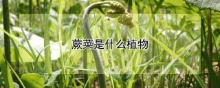 蕨菜是什么植物,第1图