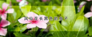 凤仙花长黑色的虫子,第1图