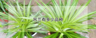 吊兰有多少品种,第1图