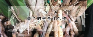 墨兰的根是什么样,第1图