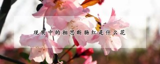 现实中的相思断肠红是什么花,第1图