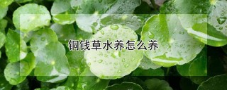 铜钱草水养怎么养,第1图