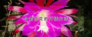 令箭荷花的扦插方法,第1图