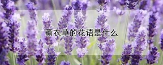 薰衣草的花语是什么,第1图