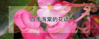 四季海棠的花语,第1图