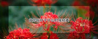 彼岸花叶子什么时候枯萎,第1图