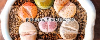 夏季休眠的多肉有哪些品种,第1图