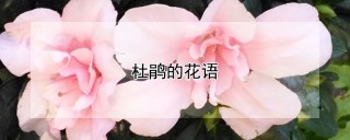 杜鹃的花语,第1图