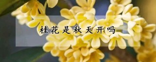 桂花是秋天开吗,第1图