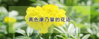 黄色康乃馨的花语,第1图