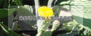 米邦塔食用仙人掌会开花吗,第1图