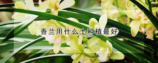 香兰用什么土种植最好,第1图