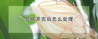 昙花开完后怎么处理,第1图