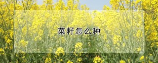 菜籽怎么种,第1图