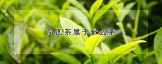 凤凰茶属于什么茶,第1图