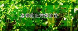 怎样防止芹菜抽苔,第1图