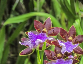 兰花浇水方法，不同环境不同浇水量(光照温度),第1图