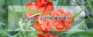 凤仙花什么时候播种最好,第1图