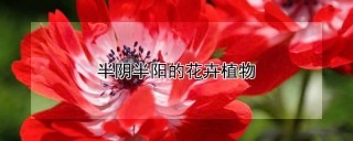 半阴半阳的花卉植物,第1图