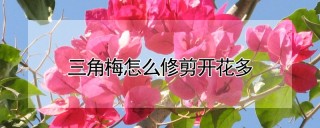 三角梅怎么修剪开花多,第1图