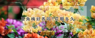 三角梅好养吗?花期多久,第1图