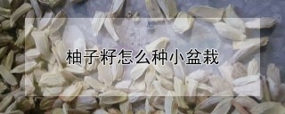 柚子籽怎么种小盆栽,第1图