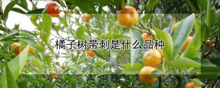 橘子树带刺是什么品种,第1图