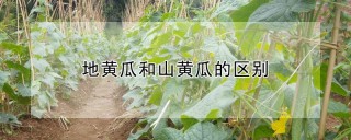 地黄瓜和山黄瓜的区别,第1图