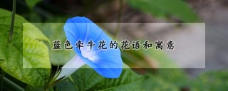 蓝色牵牛花的花语和寓意,第1图