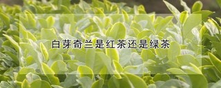 白芽奇兰是红茶还是绿茶,第1图